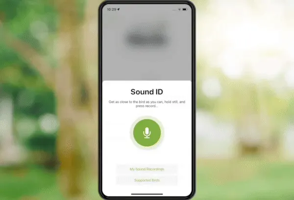 Le Shazam des oiseaux