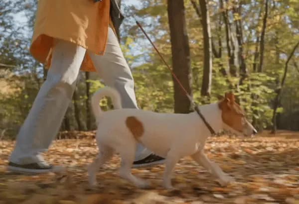 Le pet-sitter idéal !